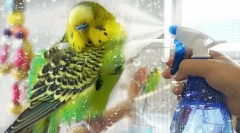 Как да се къпе вълнообразен папагал